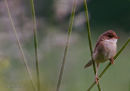A Reed warbler fledgling